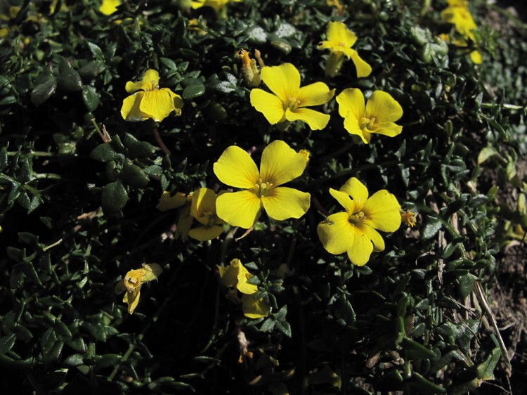 Morisia monanthos